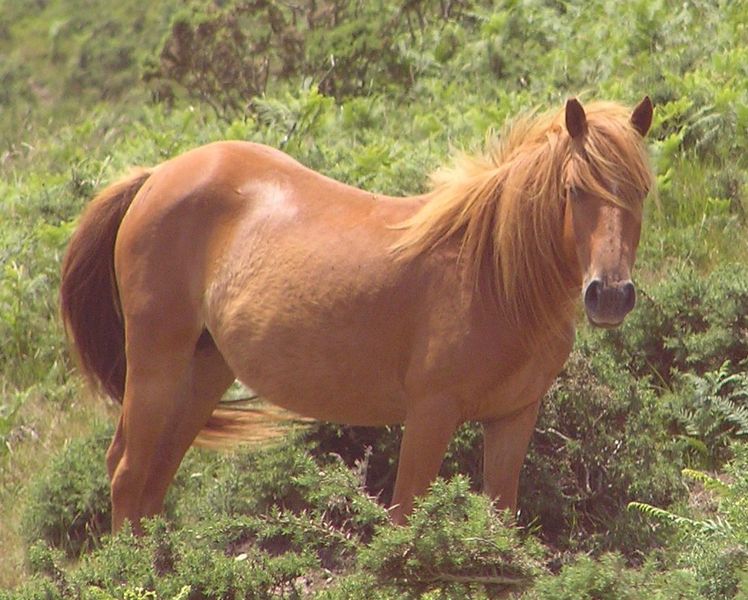beautiful fantasy horse