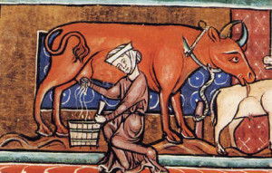 medieval maidens milking a cow