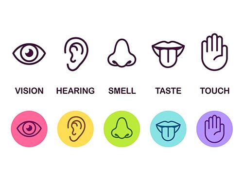 an infographic showing the five senses: vision, hearing, smell, taste and touch